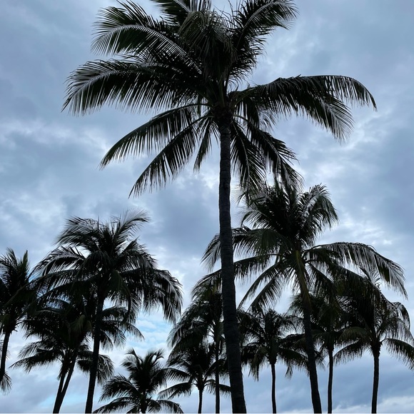 Meet your Posher, Dominick - Picture 1 of 1